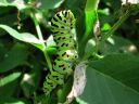 Papilio_machaon_larva_ritariperhonen_toukka_IMG_1756.JPG