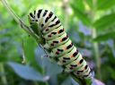 Papilio_machaon_larva_ritariperhonen_toukka_IMG_1842.JPG