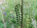 Papilio_machaon_larva_ritariperhonen_toukka_IMG_1935.jpg