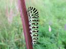 Papilio_machaon_larva_ritariperhonen_toukka_IMG_1941.jpg