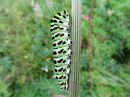 Papilio_machaon_larva_ritariperhonen_toukka_IMG_1944.jpg