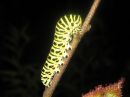 Papilio_machaon_larva_ritariperhonen_toukka_IMG_5479.jpg