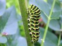 Papilio_machaon_larva_ritariperhonen_toukka_IMG_5737.JPG