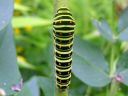 Papilio_machaon_larva_ritariperhonen_toukka_IMG_5741.JPG