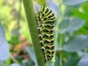 Papilio_machaon_larva_ritariperhonen_toukka_IMG_5750.JPG