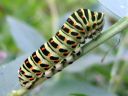 Papilio_machaon_larva_ritariperhonen_toukka_IMG_5764.JPG