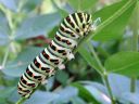 Papilio_machaon_larva_ritariperhonen_toukka_IMG_6121.JPG