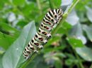 Papilio_machaon_larva_ritariperhonen_toukka_IMG_6831.jpg