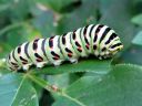 Papilio_machaon_larva_ritariperhonen_toukka_IMG_7403.JPG