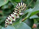 Papilio_machaon_larva_ritariperhonen_toukka_IMG_7411.JPG