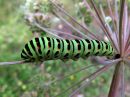 Papilio_machaon_larva_ritariperhonen_toukka_IMG_9335.jpg