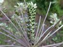 Papilio_machaon_larva_ritariperhonen_toukka_IMG_9337.jpg