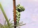 Papilio_machaon_larva_ritariperhonen_toukka_IMG_9340.jpg