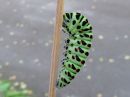 Papilio_machaon_larva_ritariperhonen_toukka_IMG_9343.jpg