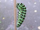 Papilio_machaon_larva_ritariperhonen_toukka_IMG_9345.jpg