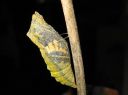 Papilio_machaon_pupa_ritariperhonen_kotelo_IMG_0651.JPG