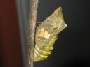 Papilio_machaon_pupa_ritariperhonen_kotelo_IMG_0722.JPG