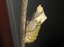 Papilio_machaon_pupa_ritariperhonen_kotelo_IMG_0737.JPG