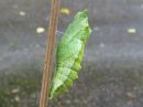 Papilio_machaon_pupa_ritariperhonen_kotelo_IMG_2124.jpg