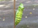 Papilio_machaon_pupa_ritariperhonen_kotelo_IMG_2125.jpg