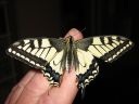 Papilio_machaon_ritariperhonen_IMG_1290.jpg