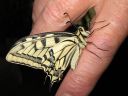 Papilio_machaon_ritariperhonen_IMG_1393.jpg