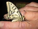 Papilio_machaon_ritariperhonen_IMG_1398.jpg