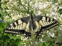 Tiedostonimi=Papilio_machaon_ritariperhonen_IMG_1763.jpg
Tiedostokoko=102kt
Koko=600x450
Lisätty=27.02.2011 Papilio_machaon_ritariperhonen_IMG_1763.jpg