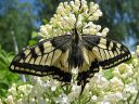 Papilio_machaon_ritariperhonen_IMG_1765.jpg