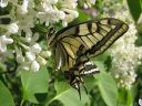 Papilio_machaon_ritariperhonen_IMG_1766.jpg