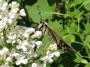 Papilio_machaon_ritariperhonen_IMG_1767.jpg