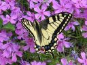 Papilio_machaon_ritariperhonen_IMG_7282.jpg