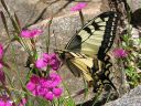 Papilio_machaon_ritariperhonen_IMG_8804.jpg