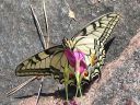 Papilio_machaon_ritariperhonen_IMG_8806.jpg