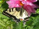 Papilio_machaon_ritariperhonen_IMG_8808.jpg