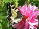 Papilio_machaon_ritariperhonen_IMG_8809.jpg