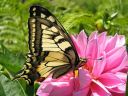 Papilio_machaon_ritariperhonen_IMG_8810.jpg