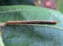 Paradarisa_consonaria_larva_laikkuharmomittari_toukka_IMG_7411.JPG