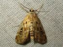 Tiedostonimi=Parapoynx_stratiotatum_purokoisa_IMG_3671.jpg
Tiedostokoko=93kt
Koko=600x450
Lisätty=17.04.2018 Parapoynx_stratiotatum_purokoisa_IMG_3671.jpg