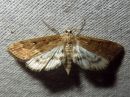 Parapoynx_stratiotatum_purokoisa_IMG_7647.jpg