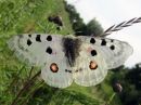 Parnassius_apollo_isoapollo_IMG_0020.jpg