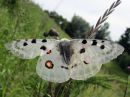 Parnassius_apollo_isoapollo_IMG_0022.jpg