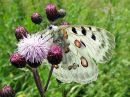 Tiedostonimi=Parnassius_apollo_isoapollo_IMG_0024.jpg
Tiedostokoko=103kt
Koko=600x450
Lisätty=30.07.2015 Parnassius_apollo_isoapollo_IMG_0024.jpg