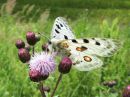 Parnassius_apollo_isoapollo_IMG_0025.jpg