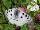 Parnassius_apollo_isoapollo_IMG_0028.jpg