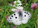 Parnassius_apollo_isoapollo_IMG_0030.jpg