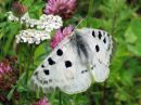 Parnassius_apollo_isoapollo_IMG_0032.jpg