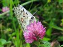 Parnassius_apollo_isoapollo_IMG_0033.jpg