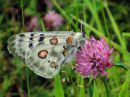 Parnassius_apollo_isoapollo_IMG_0035.jpg