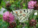 Parnassius_apollo_isoapollo_IMG_0041.jpg